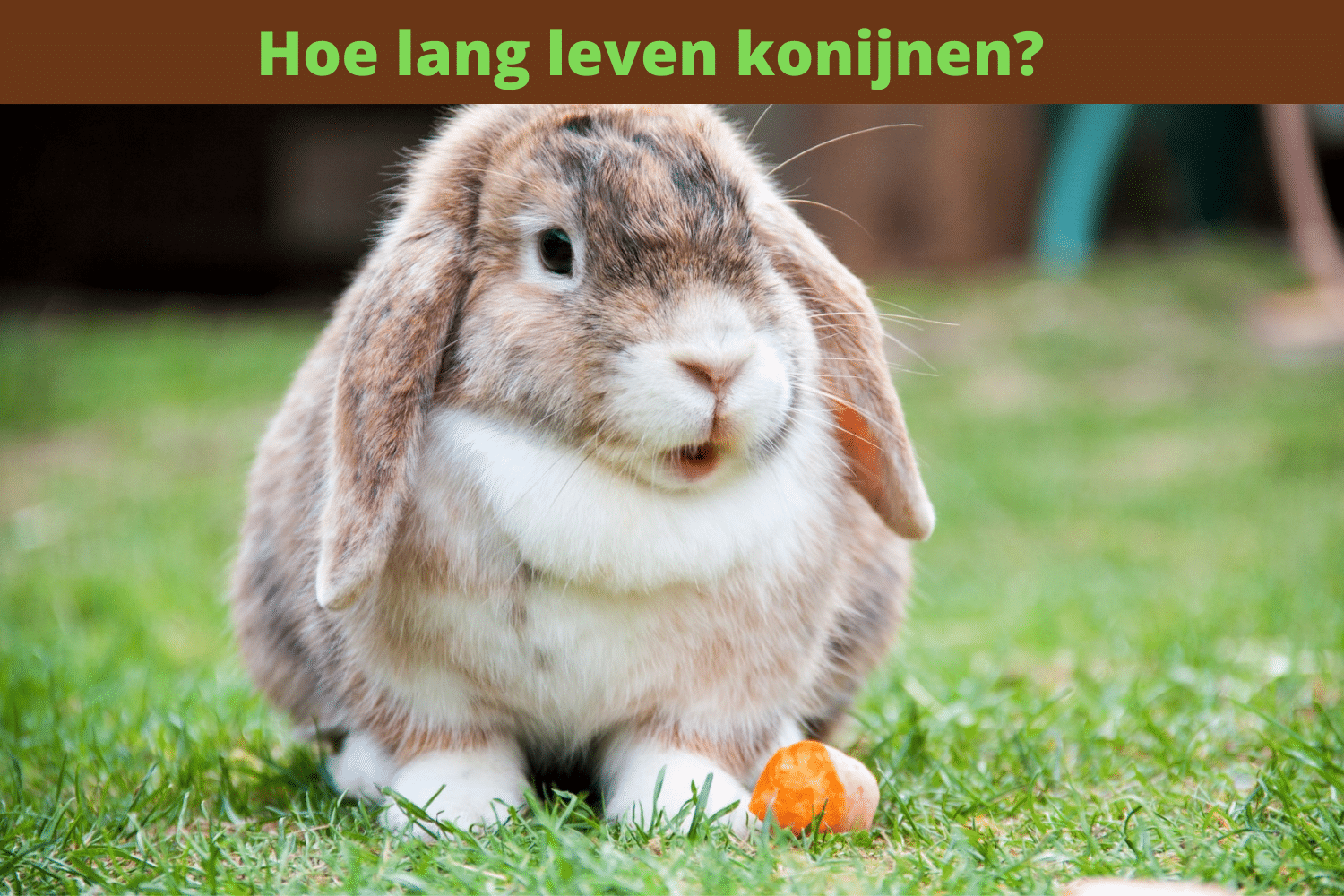 Hoe lang leven konijnen? Levensduur konijn - Bunny